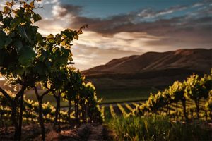featured image 5 Reasons You Should Visit Wineries Great location 300x200 - featured-image---5-Reasons-You-Should-Visit-Wineries---Great-location