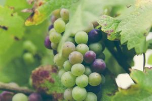 featured image 7 Tips for Opening A Winery Type of grape 300x200 - featured-image---7-Tips-for-Opening-A-Winery--Type-of-grape